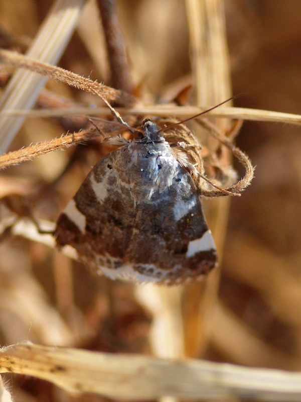 Noctuidae - Acontia (Acontia) lucida